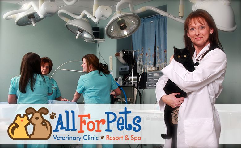 all for pets veterinary clinic