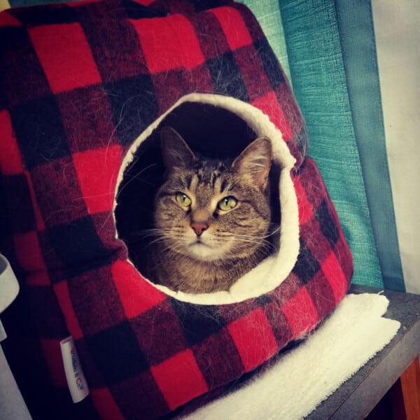 Photo Gallery All For Pets Vet